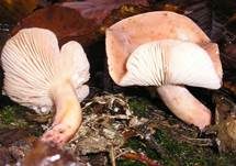 Scharfer Schwefelmilchling, Foto 6