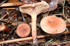 Scharfer Schwefelmilchling, Foto 7