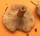 Scharfer Schwefelmilchling, Foto 11