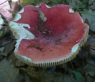 Scharfer Zinnobertäubling, Foto 4