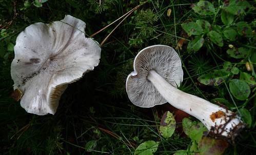 Schärflicher Ritterling, Foto 2