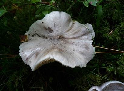 Schärflicher Ritterling, Foto 3