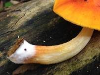 Scharlachroter Dachpilz, Foto 6