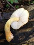 Scharlachroter Dachpilz, Foto 7