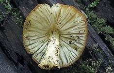 Scharlachroter Dachpilz, Foto 8