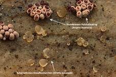 Scharlachrotes Knopfbecherchen, Foto 14