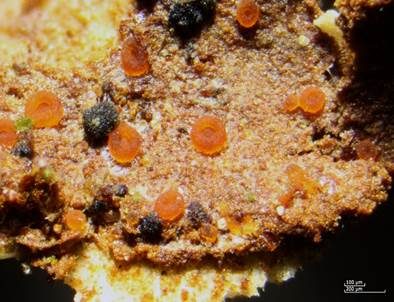 Scharlachrotes Knopfbecherchen, Foto 4