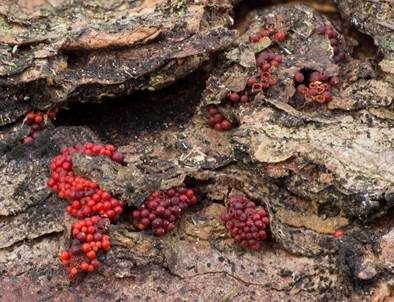Scharlachrotes Pustelpilzchen, Foto 2