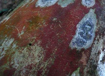 Scharlachrotes Pustelpilzchen, Foto 4