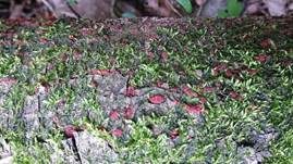 Scharlachrotes Pustelpilzchen, Foto 6