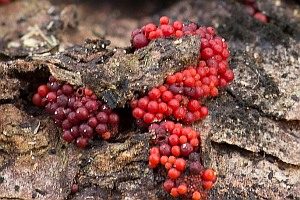 Scharlachrotes Pustelpilzchen, Foto 1