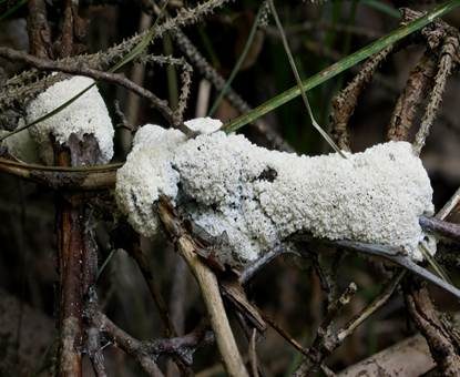 Schaumpilz, Foto 2