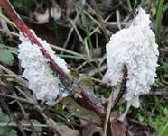 Schaumpilz, Foto 20