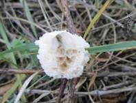 Schaumpilz, Foto 23