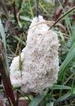 Schaumpilz, Foto 27