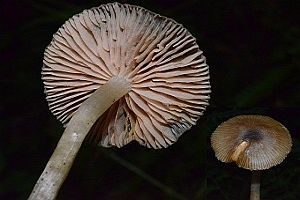 Scherbengelber Rötling, Foto 1