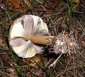 Schiefknolliger Anisegerling, Foto 12