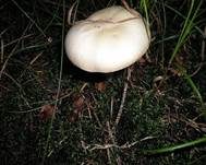 Schiefknolliger Anisegerling, Foto 16