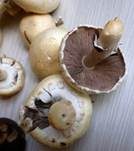 Schiefknolliger Anisegerling, Foto 22