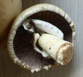 Schiefknolliger Anisegerling, Foto 24