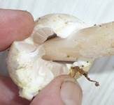 Schiefknolliger Anisegerling, Foto 34