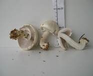 Schiefknolliger Anisegerling, Foto 44
