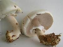 Schiefknolliger Anisegerling, Foto 45