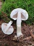 Schiefknolliger Anisegerling, Foto 51