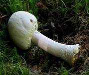 Schiefknolliger Anisegerling, Foto 7