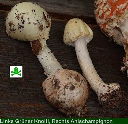 Schiefknolliger Anisegerling, Foto 54