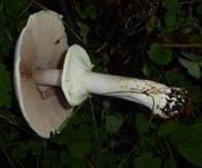 Schiefknolliger Anisegerling, Foto 8