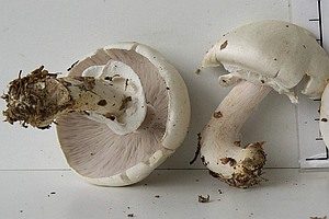 Schiefknolliger Anisegerling, Foto 1