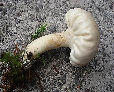 Schlanker Ockerstäubling, Foto 2