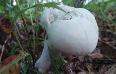 Schlanker Ockerstäubling, Foto 12