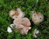 Schlehenrötling, Foto 7