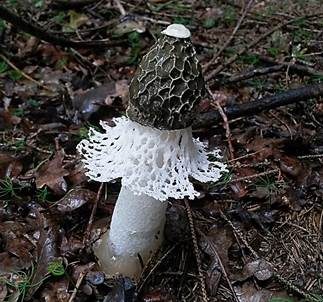 Schleierdame, Foto 2