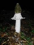 Schleierdame, Foto 9
