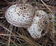 Schleierschirmling, Foto 6
