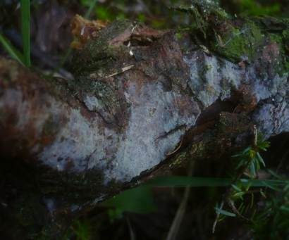 Bläulichgraue Wachsrinde, Foto 3