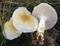 Schleimigberingter Schneckling, Foto 6
