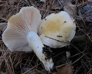 Schleimigberingter Schneckling, Foto 8