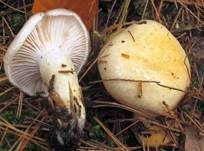 Schleimigberingter Schneckling, Foto 10