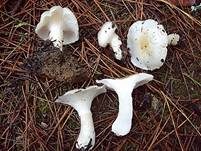 Schleimigberingter Schneckling, Foto 11