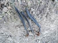 Schleimige Erdzunge, Foto 6