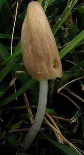 Schleimiges Samthäubchen, Foto 3