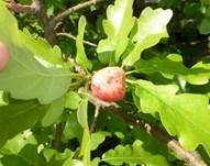 Alpenrosen-Nacktbasidie, Foto 19