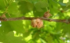 Alpenrosen-Nacktbasidie, Foto 20