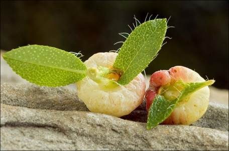 Alpenrosen-Nacktbasidie, Foto 4
