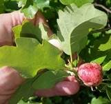Alpenrosen-Nacktbasidie, Foto 23