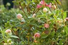 Alpenrosen-Nacktbasidie, Foto 6